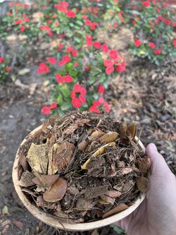 POTTING SOIL ดินปลูกโป๊ยเซียน