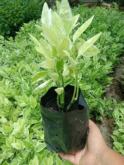 ✨ ต้นแสยกด่าง zigzag plant