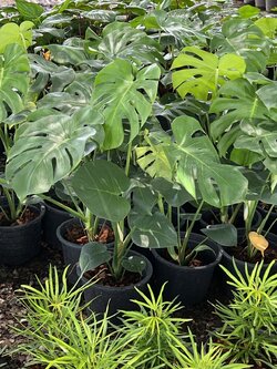 มอนสเตอร่า Monstera