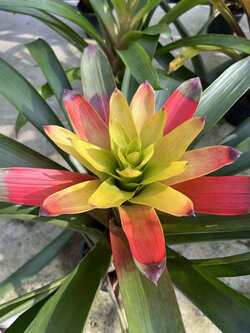 สับปะรดสี กัสมาเนีย Bromeliad Guzmania