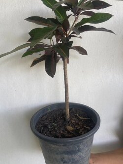 โกสน Codiaeum variegatum