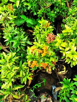 เข็มแดง ixora