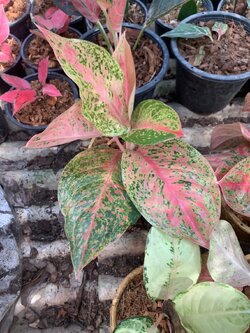 อโกลนีมา กวักทรัพย์