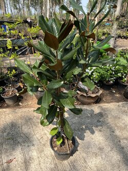 แมกโนเลีย แกรนดิฟลอร่า ลิตเติ้ล เจม Magnolia grandiflora "Little Gem"