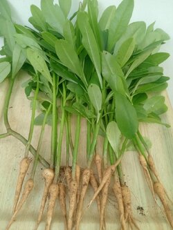 ต้นโสมไทย Talinum paniculatum Gaertn