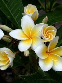 ต้นลีลาวดี เหลืองลูกไม้ ต้นลั่นทม Plumeria ไม้ดอกยืนต้น