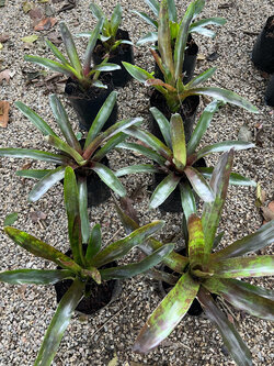 สับปะรดสี Bromeliad