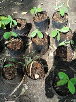 มะค่าแต้. Ma Kha Num