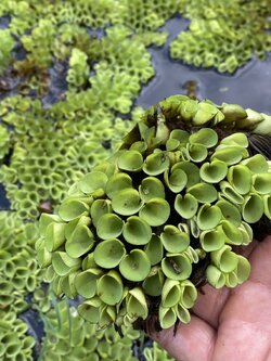 ดอกจอกหูหนู Salvinia cucullata Roxb.ex Bory. พืชน้ำ จอกหูหนูจิ๋ว แพ็ค 150 กรัม