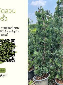 บริการรับจัดสวนแนวรั้ว