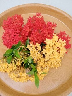 ดอกเข็ม needle (สีแดง,สีเหลือง) เก็บสด