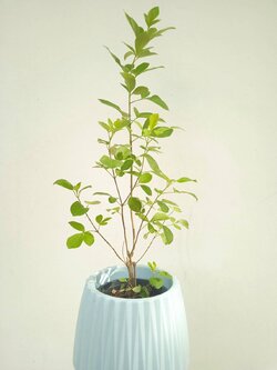 คนทีสอ Vitex trifolia สมุนไพร