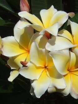 ต้นลีลาวดี วิชานุโกลด์ ต้นลั่นทม Plumeria ไม้ดอกยืนต้น