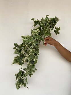 ช่อใบไอวี่ด่าง Ivy