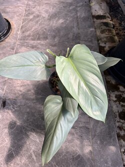 ฟิโลเดนดรอนดาบเงิน Philodendron Silver Sword