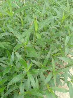 ใบฟ้าประทานพร หรือ ใบต้อยติ่ง ใบสด Mexican Bluebell