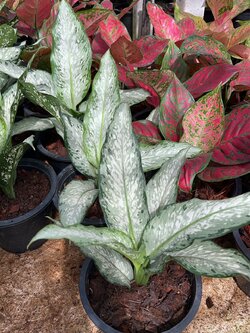 อโกลนีมา อุดมทรัพย์ Chinese Evergreen