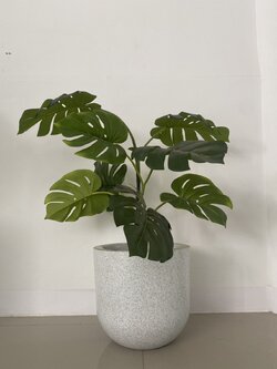 ต้นมอนสเตอร่า ปลอม (Monstera, Swiss Cheese Plant)