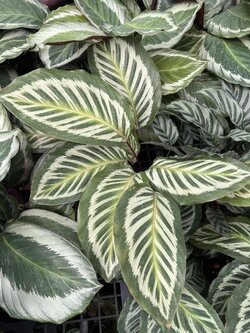 คล้าโคล่า Calathea Cora