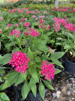 เข็มอินเดีย ไม้พุ่ม Pentas กระถาง 6 นิ้ว