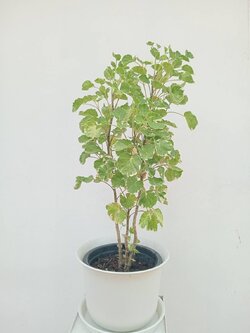 เล็บครุฑ Ming Aralia