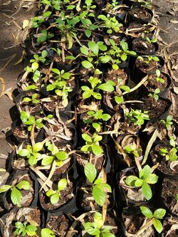 สะแก Bushwillows