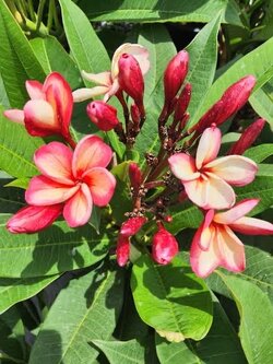 ต้นลีลาวดี ทองทวีโชค ต้นลั่นทม Plumeria ไม้ดอกยืนต้น