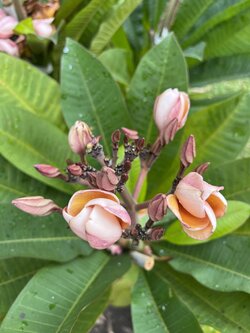 ต้นลีลาวดีพารามิโน่ ต้นลั่นทม Plumeria ไม้ดอกยืนต้น