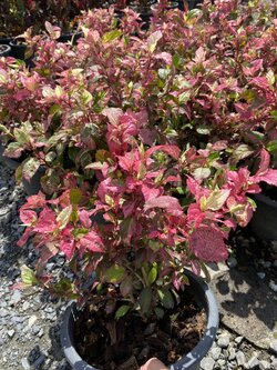 ชบาด่าง Snowflake Hibiscus