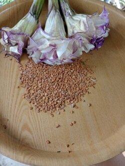 เมล็ดต้นลำโพง หรือ ต้นมะเขือบ้า Jimson Weed