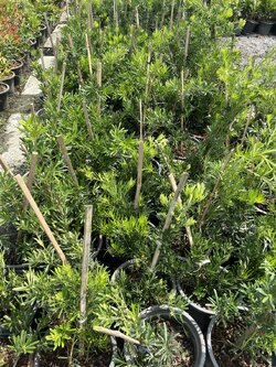 สนใบพาย Podocarpus plum pine