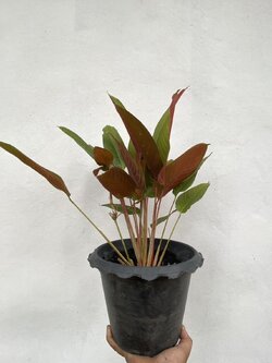 ต้นคล้าหลังแดง Stromanthe sanguinea