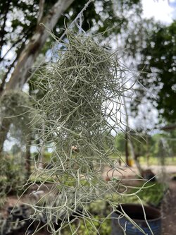 เคราฤาษี หนวดฤาษี Spanish moss