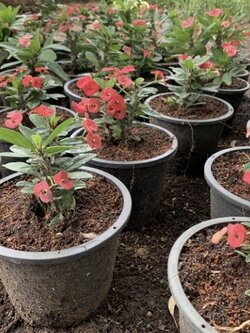 ต้นโป๊ยเซียน Crown of Thorns