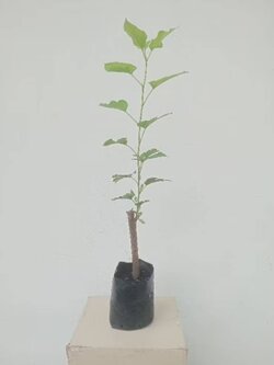 ต้นหม่อนหรือมัลเบอร์รี่ (Mulberry)