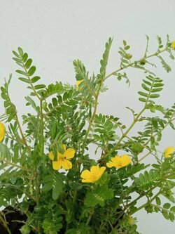 ต้นโคกกระสุน puncture vine