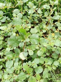 เบี้ยหิน ผักเบี้ยหิน black pigweed