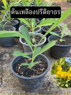 ต้นเหลืองปรีดียาธร Paraguayan silver trumpet tree