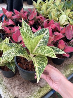 อโกลนีมา เลกาซี่ขาว Chinese Evergreen