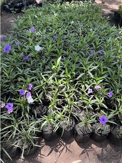 ฟ้าประทานพร สีม่วง Ruellia ต้อยติ่ง