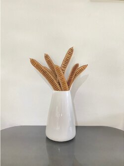 ฝักหางนกยูงแห้ง (Dried Peacock Tree Pods)