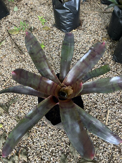 สับปะรดสี Bromeliad