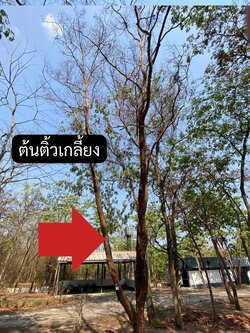 ต้นติ้วเกลี้ยง Cratoxylum cochinchinense (Lour.) Bl