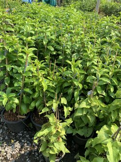 พวงชมพู Pink Vine ไม้เลื้อย ไม้เลื้อยสีชมพู