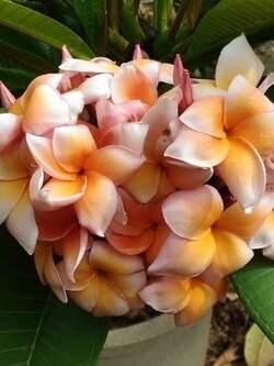 ต้นลีลาวดีทิพย์ปทุมพร ต้นลั่นทม Plumeria ไม้ดอกยืนต้น