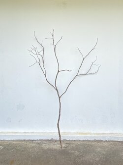 🌿 กิ่งไม้แห้งจริง Tree branch (เบอร์ 6)