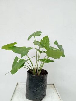 ว่านคางคก หรือ ว่านมหาอุด