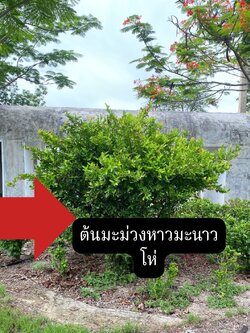 มะม่วงหาวมะนาวโห่ Carissa carandas L.