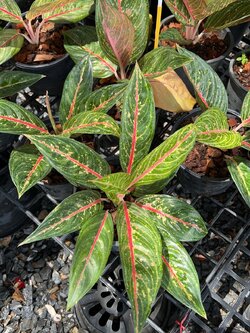 อโกลนีมา ออร่าส้ม Aglaonema