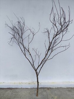 🌿 กิ่งไม้แห้งจริง Tree branch (เบอร์ 32)